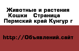 Животные и растения Кошки - Страница 7 . Пермский край,Кунгур г.